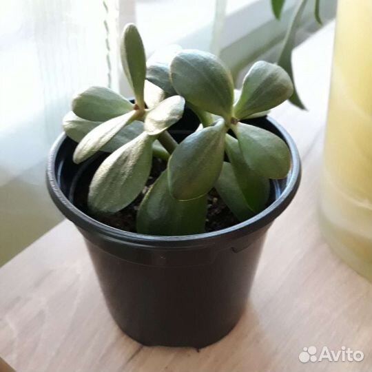 Суккуленты по 100