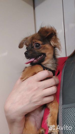 Чихуахуа мальчик