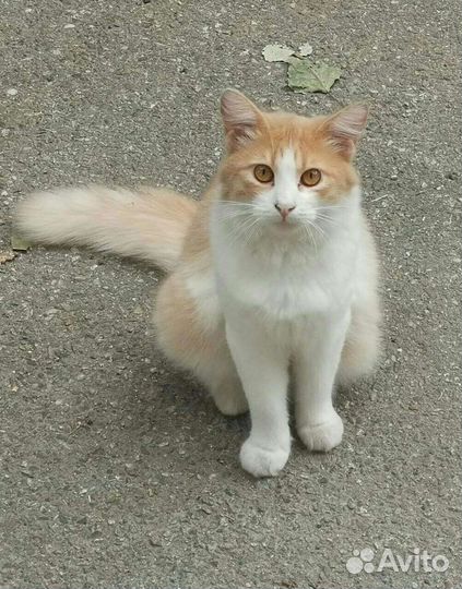 Молодой котик