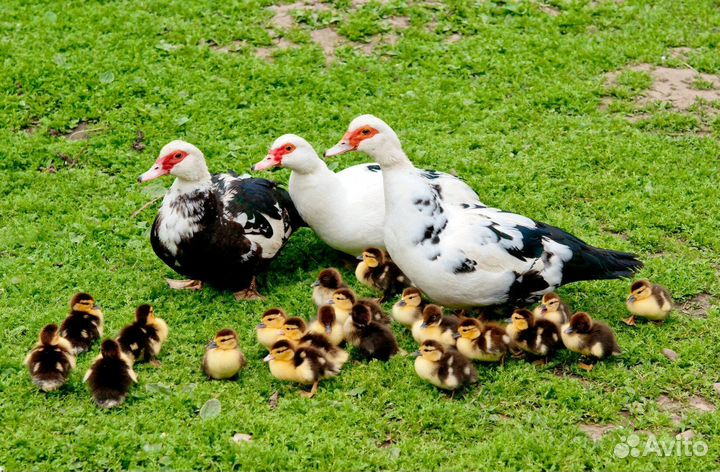 Куры несушки, Петух. Индоутки