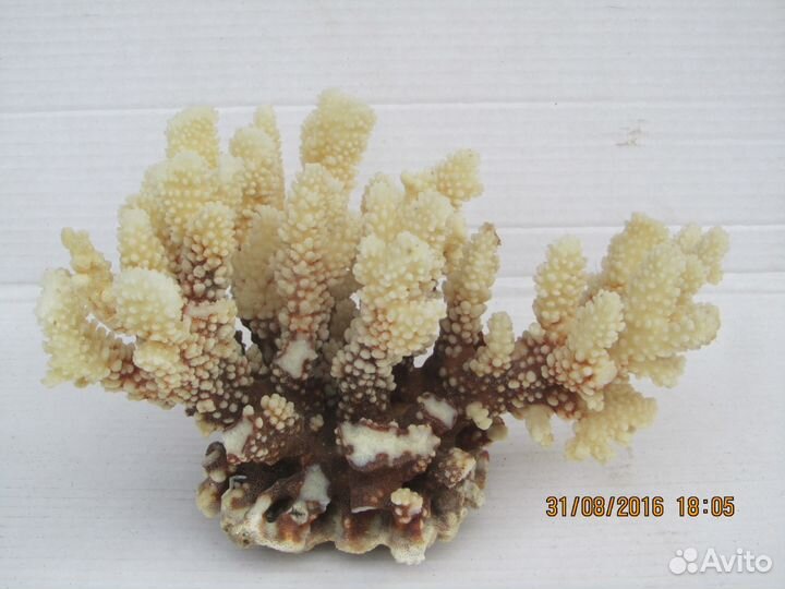 Продаются ракушки