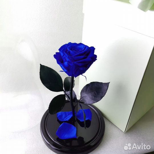 Роза в колбе живая