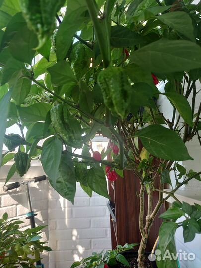 Сверх острый перец Хабанеро, семена перца