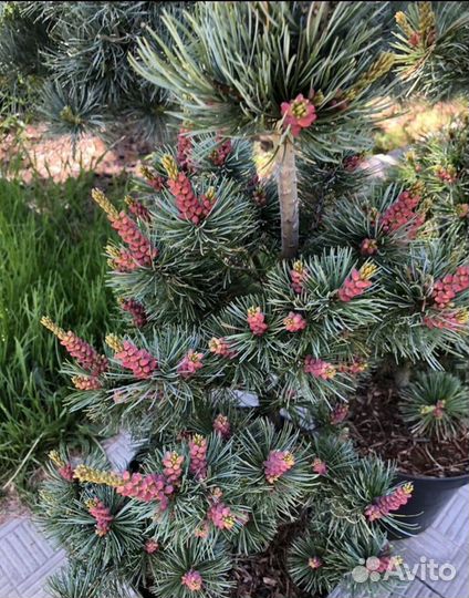 Сосна мелкоцветковая Глаука (parviflora Glauca)