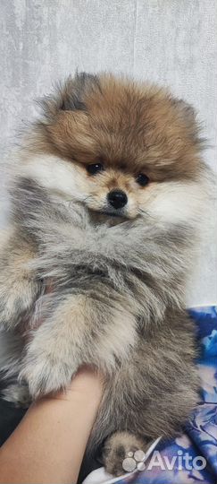 Продам Померанского Шпица (не мини)