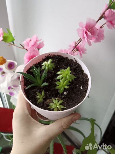 Суккуленты