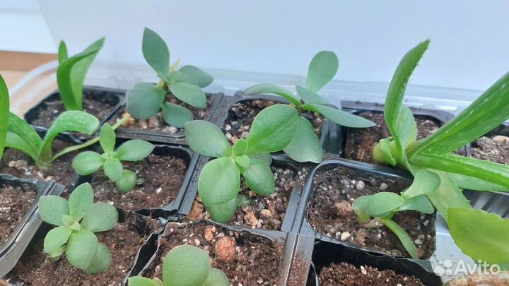 Крассула овата толстянка, алое вера, каланхоэ