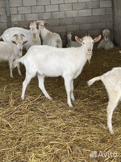 Козел зааненский