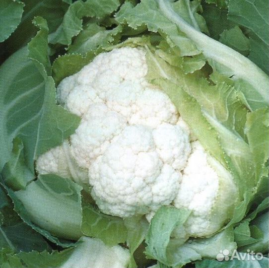 Семена Капусты 