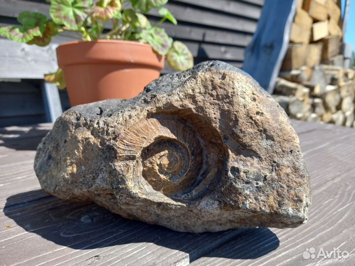 Камень аммонит