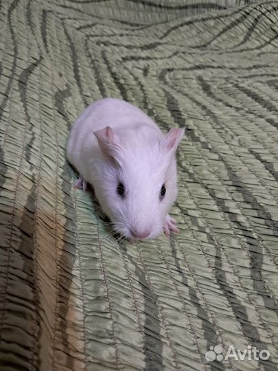 Морская свинка