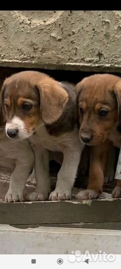 Щенки