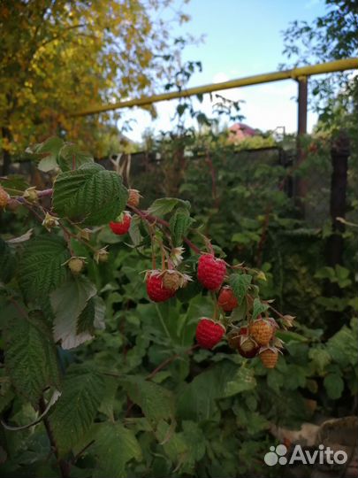 Саженцы Малины(Летняя, штамбовая, ремонтантная)