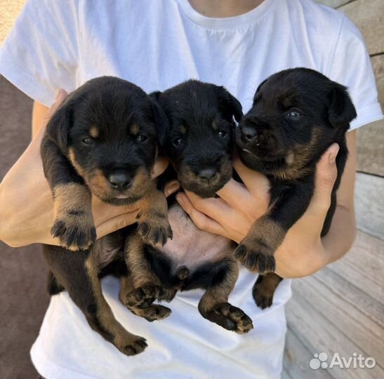 Щенки ягдтерьера