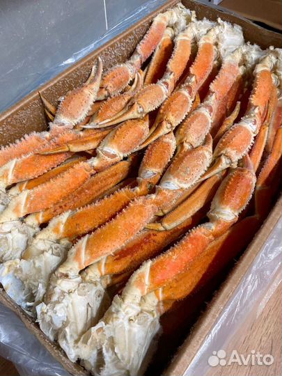 Клешни краба стригуна 2L