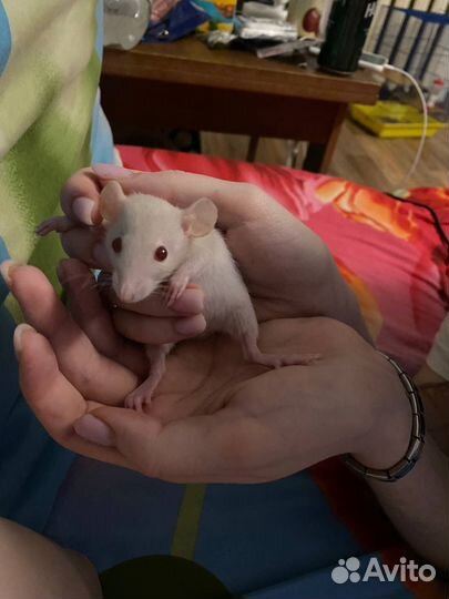 Крыса альбинос