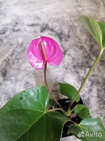 Антуриум ковалли