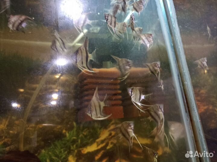 Аквариумные рыбки скалярии