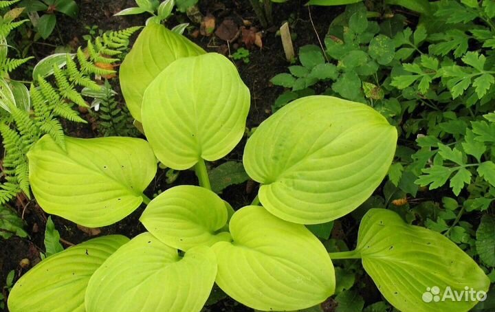 Хосты Fortunei Albopicta и Tortilla Chip