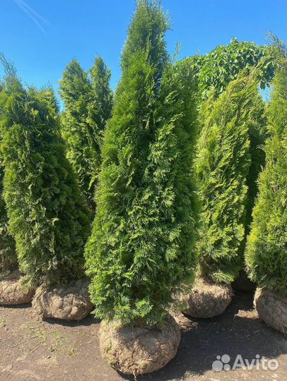 Туя смарагд, брабант, колумна, оптом
