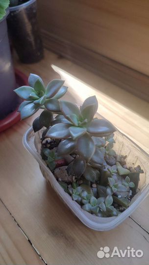 Суккуленты, толстянка денежное дерево