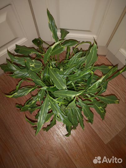 Спатифиллумы