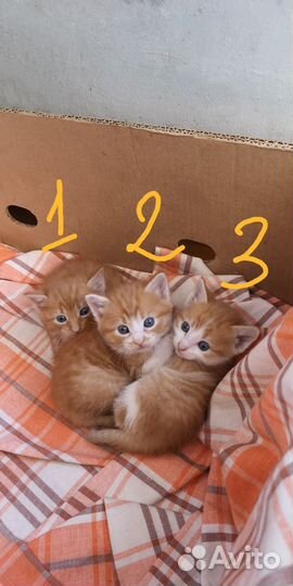 Котята в дар
