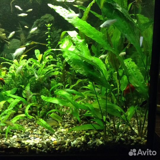 Молли, Мечи, Гуппи, корм, Анубиас, мхи, декорации