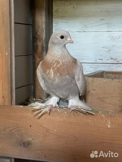 Голуби тасманы