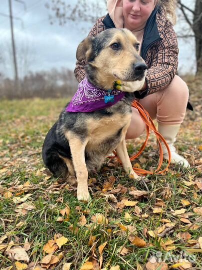 Собака в добрые руки отдам бесплатно