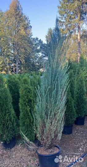 Можжевельник Блю Эрроу