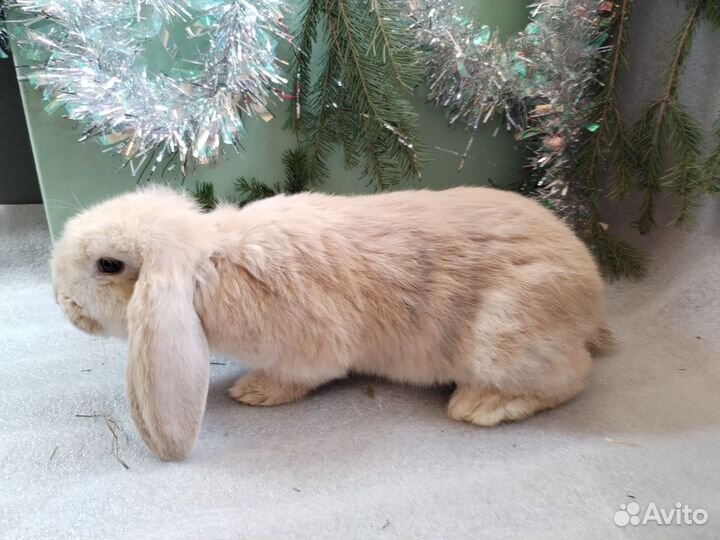 Кролики французский баран