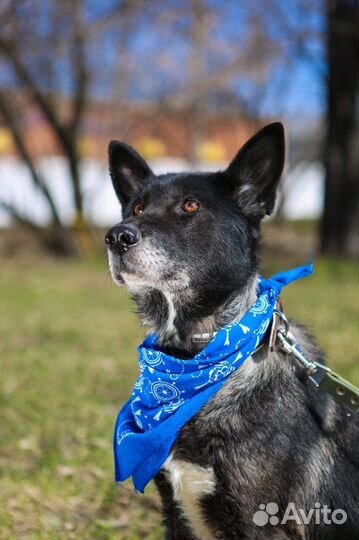 Собака в добрые руки отдам бесплатно