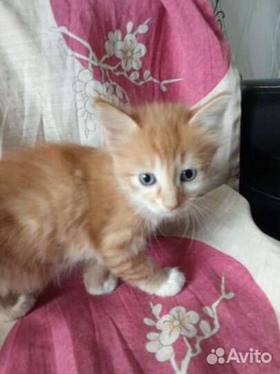 Отдам котят в добрые руки, к лотку приучены