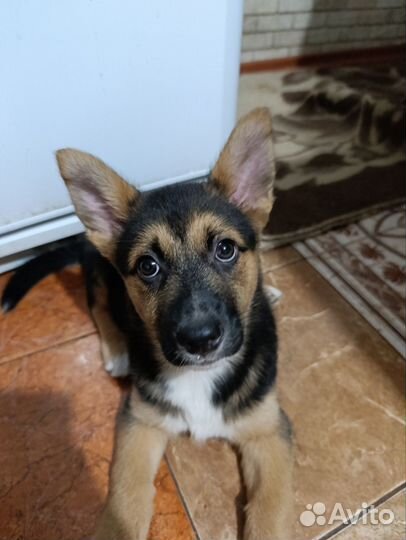 Собака в добрые руки щенок маленький