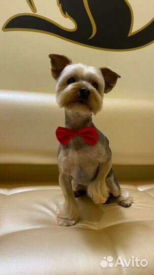 Ищем невесту