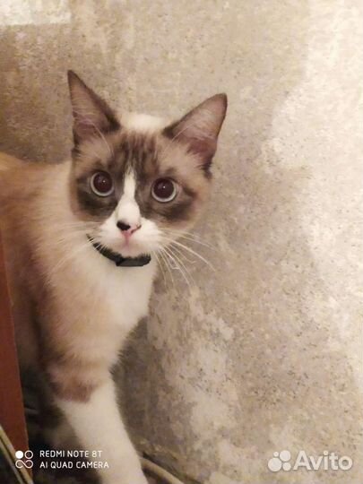 Кошка породистая