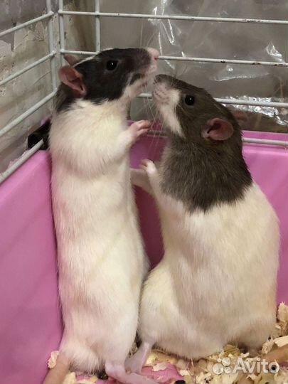 Крысы дамбо бесплатно