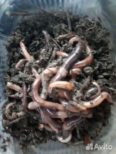 Черви рыболовные