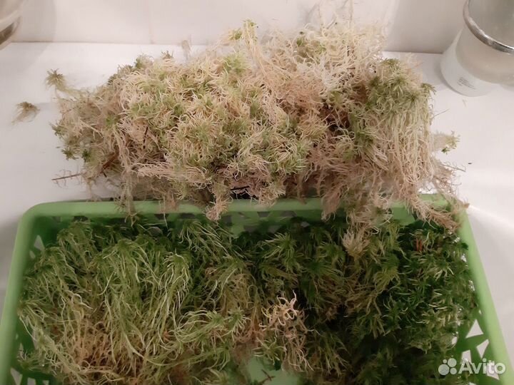 Мох сфагнум Заказы летом. Читать внимательно