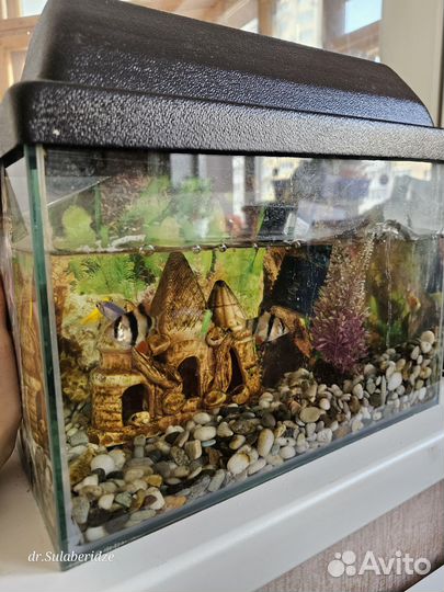 Аквариум с рыбками
