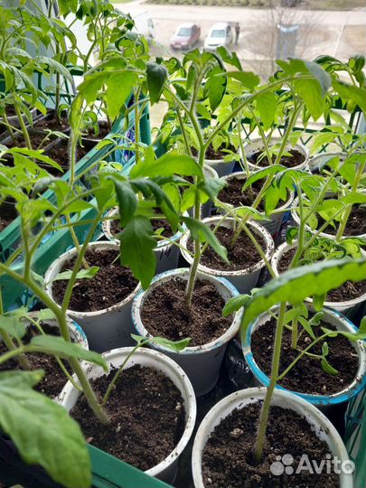 Рассада томатов, перцев и баклажан