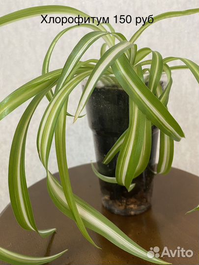 Комнатные цветы