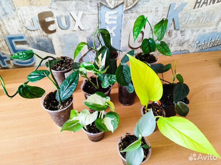 Эпипремиум, монстера, филодендрон