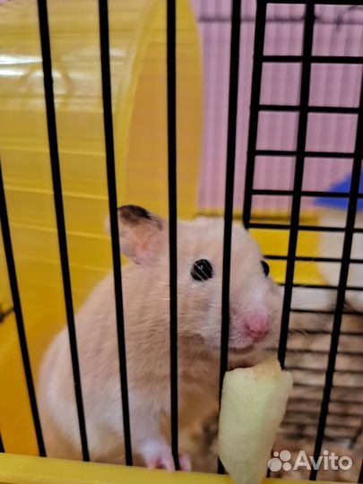 Сирийский хомяк с клеткой и всем приданым