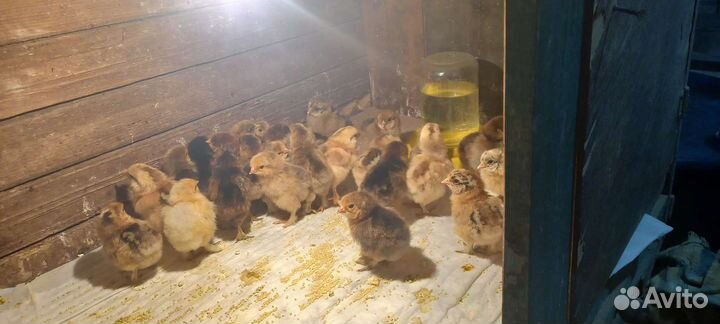 Цыплята Брамы куропатчатые. Яйцо Брама в инкубатор