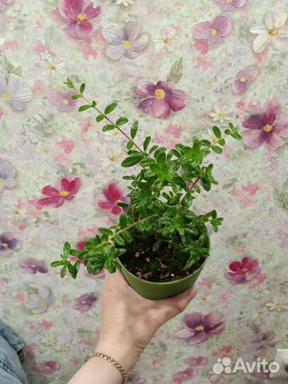 Нашия инагуенсис