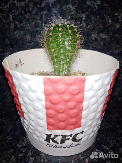 Кактус Эхинопсис (Echinopsis), белые цветы