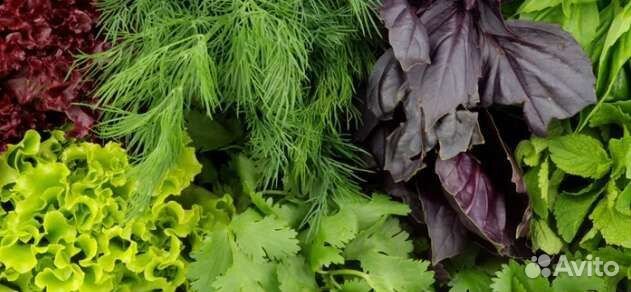 Зелень оптом и в розницу