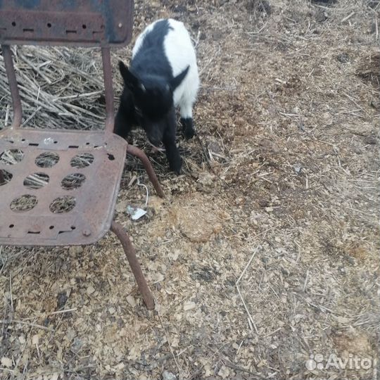 Камерунские карликовые козы